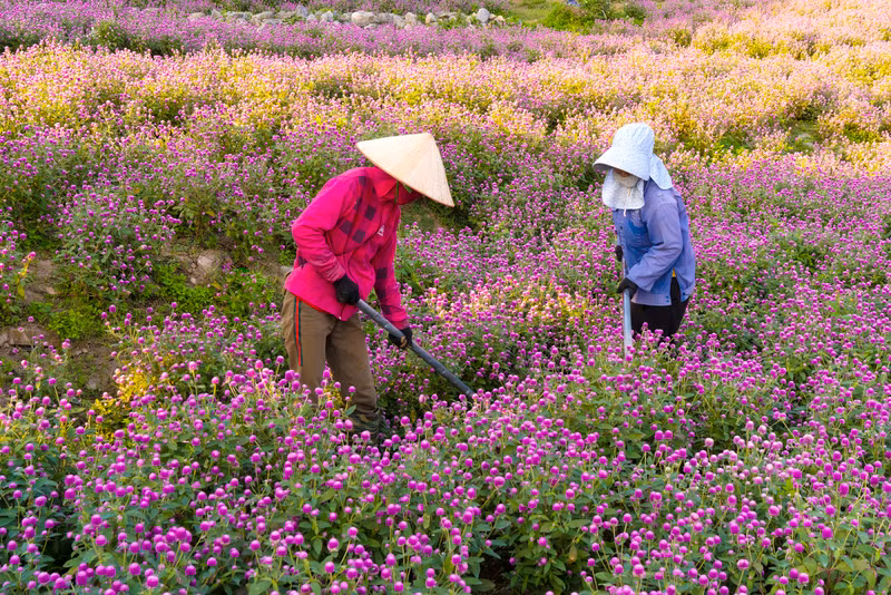 Đẹp ngỡ ngàng cánh đồng hoa bách nhật nở rộ như trời Âu giữa lòng Hà Nội