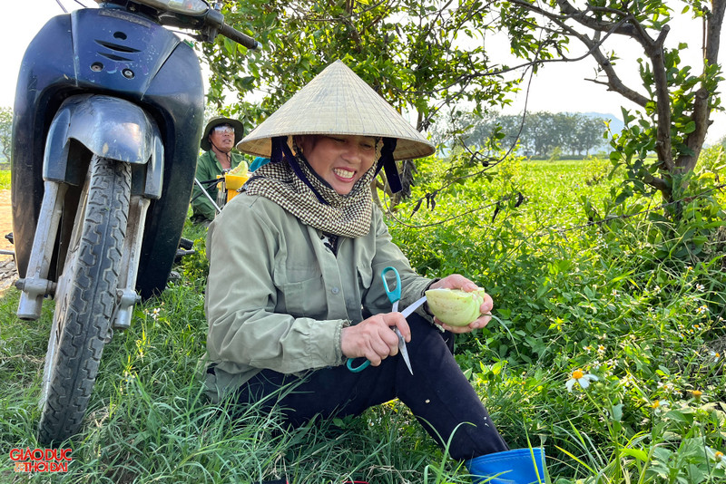 Nông dân ở Nghệ An 'đội nắng' thu hoạch dưa lê