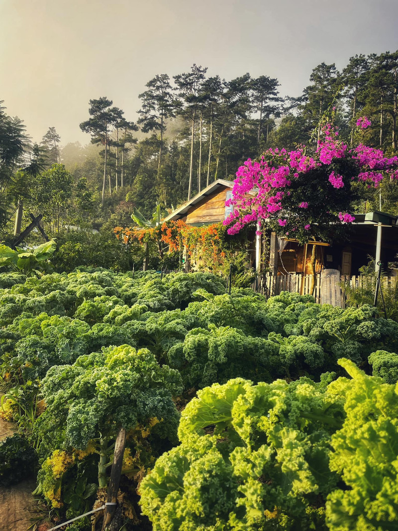 Ngẩn ngơ ngắm căn bếp đẹp như tranh ở Đà Lạt