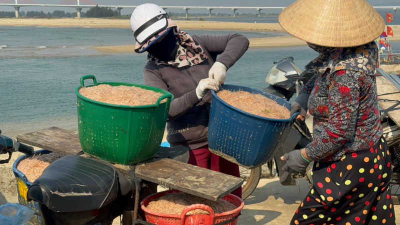 Ngư dân Quảng Ngãi thu tiền triệu mỗi ngày nhờ ruốc biển