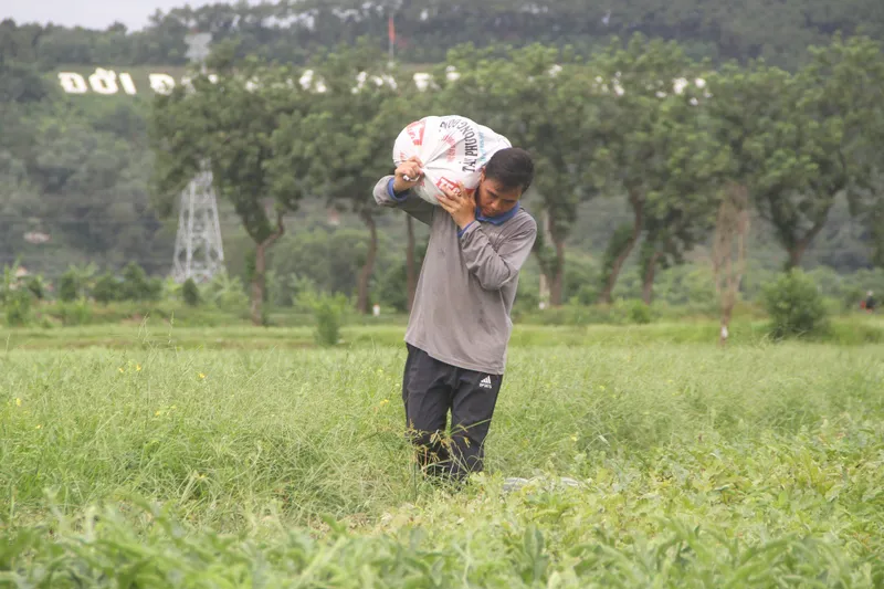 Người dân Nghệ An phấn khởi ra đồng thu hoạch dưa hấu