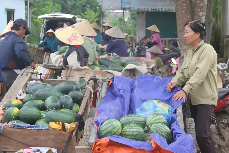 Người dân Nghệ An phấn khởi ra đồng thu hoạch dưa hấu