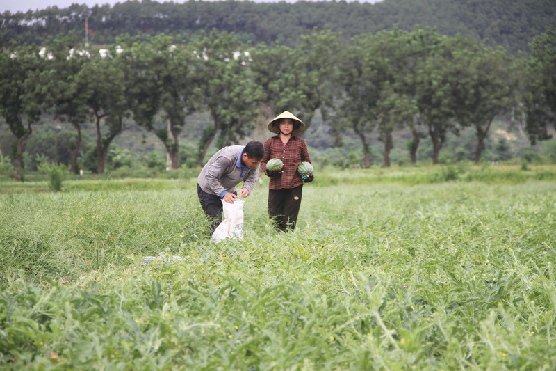 Người dân Nghệ An phấn khởi ra đồng thu hoạch dưa hấu