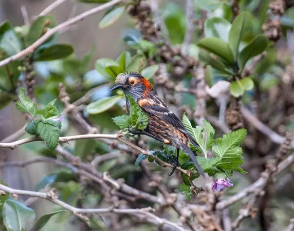 Loài côn trùng này không phải là loài bản địa của Hawaii, nhưng được phát hiện lần đầu tiên vào năm 1816, có thể là do vô tình bị tàu săn cá voi mang đến. "Chúng đã gây ra làn sóng tuyệt chủng", Farmer nói, muoi-5.jpg