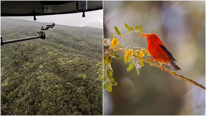“Vì muỗi sinh sôi mạnh ở môi trường sống nhiệt đới ấm áp trên vùng đất thấp của các đảo Hawaii nên những con chim hút mật còn lại đã tìm thấy nơi ẩn náu cao hơn trên các ngọn núi của các đảo”, ông nói. muoi-7.jpg