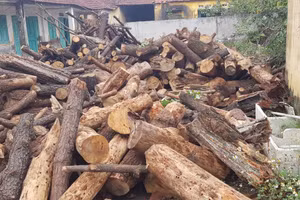 Thu hồi khoảng 20m3 gỗ thông chặt hạ trái phép ở Quảng Ninh
