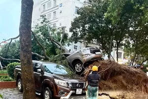 Ảnh: Cây lớn bật gốc kéo theo ôtô hư hỏng.