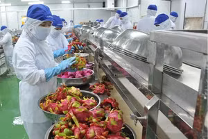 Xuất khẩu thanh long.(Ảnh: Thế Hoàng)