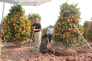 Phường Nam Phong hiện có khoảng 45 ha đất quất phục vụ thị trường Tết.