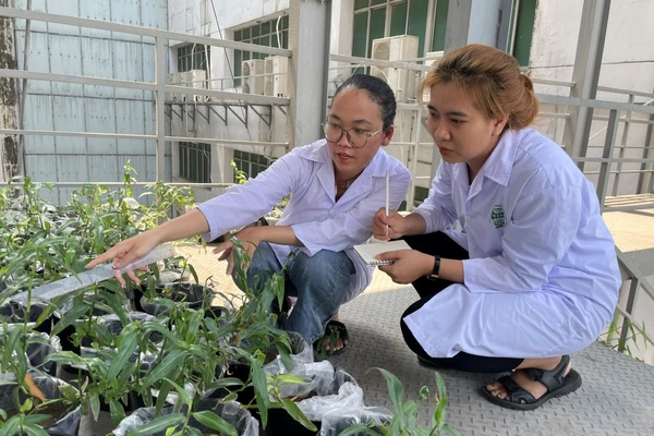 Kỹ sư Trần Thị Vững (phải) và khu vực nuôi trồng thực vật có khả năng hấp thu kim loại tại phòng lab Trường Đại học Công nghiệp TPHCM. Ảnh: Hà An