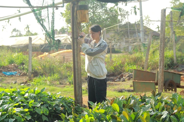 Nguyễn Ngọc Bảo Đơn lắp thiết bị thử nghiệm đo dinh dưỡng tại vườn ươm. Ảnh: TT