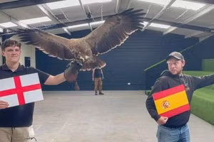 Video: Đại bàng tiên tri dự đoán bất ngờ kết quả trận Anh - Tây Ban Nha