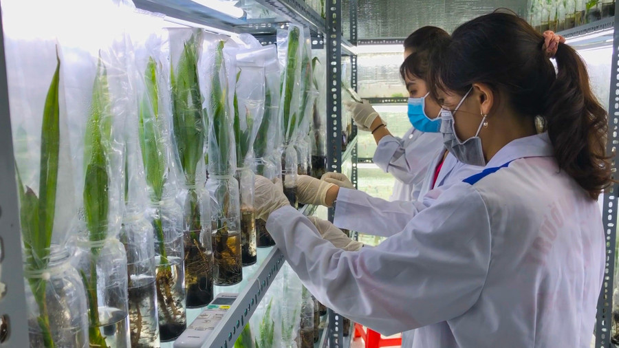 Sinh viên ngành Nông nghiệp trong phòng thí nghiệm nuôi cấy mô. gd-dai-hoc-dbscl-2.jpg