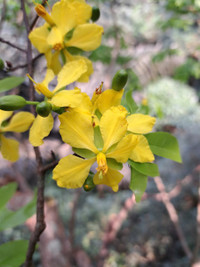 rung-mai-5.jpg