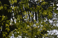 rung-mai-12.jpg