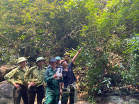 rung-mai-19.jpg