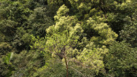 rung-mai-3.jpg