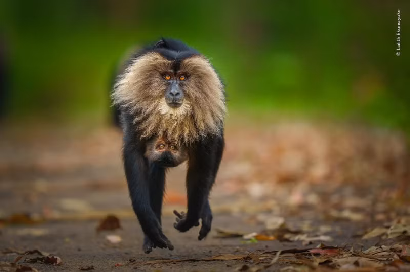 Tác phẩm "Sợi gắn kết trong di chuyển" của Lalith Ekanayake chụp khỉ Macaque ở Valparai, Ấn Độ. Đây là 1 trong 24 tác phẩm lọt vòng chung kết giải Nuveen People’s Choice Award, trưng bày tại Bảo tàng Lịch sử Tự nhiên London. nhung-khoanh-khac-dong-vat-hoang-da-khien-the-gioi-ngo-ngang-8.jpg