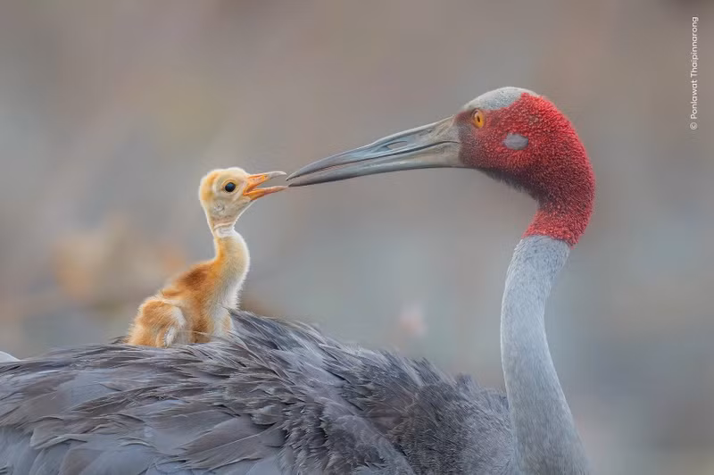 Tác phẩm "Mỏ chạm mỏ" của Ponlawat ghi lại khoảnh khắc chim sếu Sarus ở Buri Ram, Thái Lan âu yếm con non một tuần tuổi bằng cách chạm mỏ. Cuộc thi Nhiếp ảnh gia Động vật Hoang dã 2026 nhận hơn 60.000 ảnh từ 113 quốc gia. nhung-khoanh-khac-dong-vat-hoang-da-khien-the-gioi-ngo-ngang-2.jpg