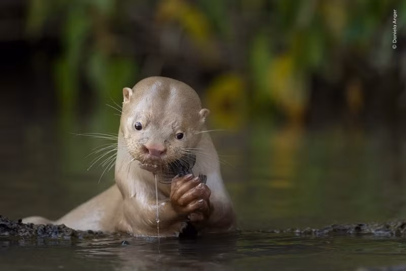 Tác phẩm "Độc nhất vô nhị" của Daniela Anger chụp rái cá sông Nam Mỹ ở Pantanal, Brazil. Cá thể này bị bạch tạng một phần, lông trắng nổi bật khi ăn cá da trơn. Nó dễ bị lộ nhưng vẫn thoải mái trước ống kính, minh chứng sự khác biệt. nhung-khoanh-khac-dong-vat-hoang-da-khien-the-gioi-ngo-ngang-12.jpg