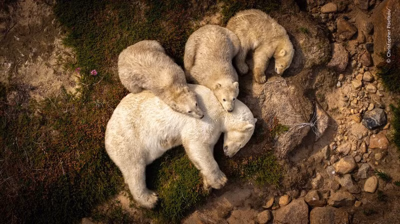 Tác phẩm "Giấc ngủ gia đình" của Christopher Paetkau chụp gấu Bắc Cực ở Hudson Bay, Canada. Sau hành trình dài, chúng nằm nghỉ trên bờ. Băng tan khiến việc săn mồi khó khăn, khoảnh khắc này vừa là hy vọng vừa là sự mong manh. nhung-khoanh-khac-dong-vat-hoang-da-khien-the-gioi-ngo-ngang-13.jpg