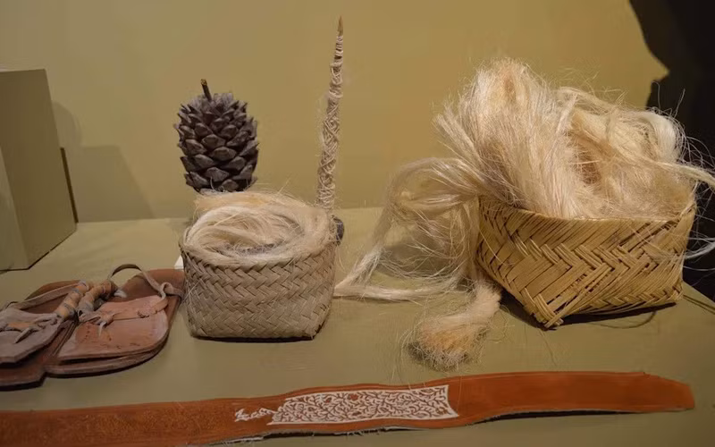 Ngoài ra, sợi từ cây này dùng trong nghệ thuật thêu da truyền thống piteado. Sợi của nó từng đóng vai trò kinh tế lớn, từ lễ nghi tôn giáo đến sản xuất dây, vải, giấy. loai-cay-hiem-no-hoa-duy-nhat-sau-30-nam-10.jpg