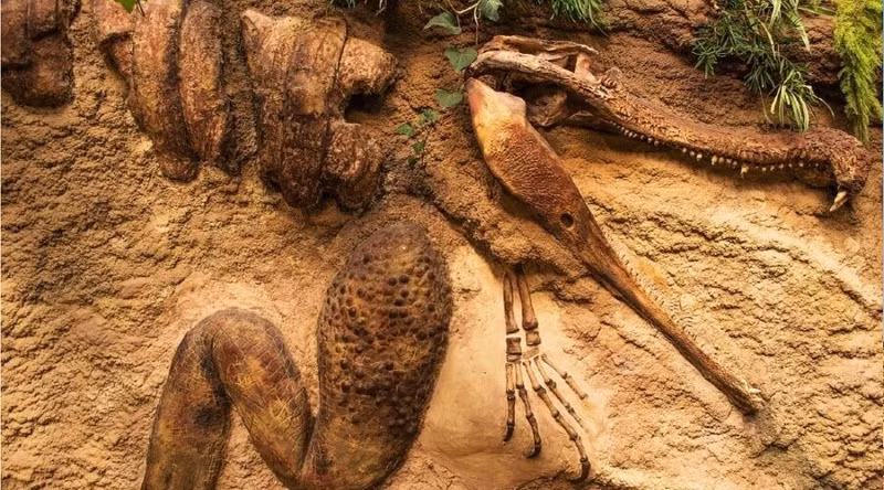4. Thú mỏ vịt cổ đại tái xuất. Tại núi Cyclops ở Indonesia, loài thú mỏ vịt Attenborough’s long-beaked echidna được ghi nhận trở lại sau hơn 60 năm. Đây là “hóa thạch sống” hiếm hoi, vừa đẻ trứng vừa có lông và tiết sữa. kham-pha-4.jpg