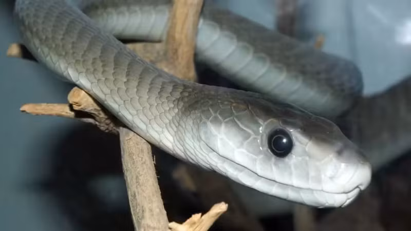 Rắn mamba đen. Dù thường săn dưới đất, rắn mamba đen cũng có thể săn chim trên cây. Nó xác lập lãnh thổ, dùng sự nhanh nhẹn để bắt chim non hoặc chim đang bay, nọc độc khiến chim tê liệt ngay lập tức. bi-an-nhung-loai-ran-san-chim-tren-cay-khien-ban-rung-minh-4.jpg