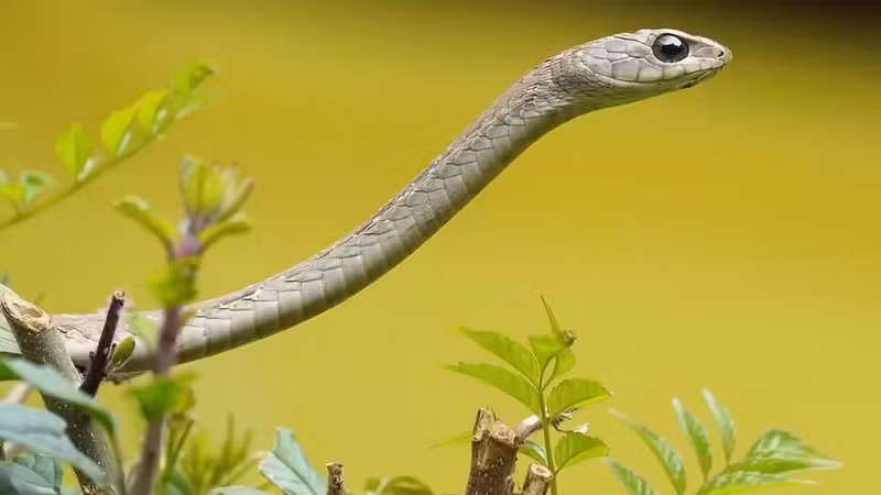 Rắn Boomslang. Boomslang sống ở châu Phi hạ Sahara, cực độc và leo cây giỏi. Nó dùng thị lực sắc bén phát hiện chim, trứng và tổ, kiên nhẫn rình mồi rồi tấn công chim đậu trên cây hoặc bụi khi thời điểm thích hợp. bi-an-nhung-loai-ran-san-chim-tren-cay-khien-ban-rung-minh-2.jpg