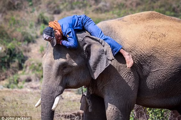 Giáo sư Wittemyer nhấn mạnh voi sống trong nhóm cái gắn kết, do một con cái già làm thủ lĩnh. Chúng cần vùng đất rộng lớn để di chuyển, nhưng phát triển của con người khiến phạm vi thu hẹp. Hiện khoảng 900 cá thể đi qua Samburu/năm. cam-dong-voi-con-lac-buoc-vao-hanh-trinh-doan-tu-bat-ngo-5.png