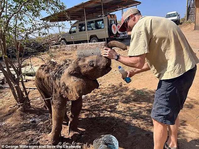 Giáo sư George Wittemyer cùng đội ngũ đã tìm kiếm trong Khu bảo tồn Samburu và phát hiện đàn voi gần như chắc chắn là gia đình của nó. Sau khi cho uống nước và tắm bùn mát, họ đưa voi con kiệt sức trở lại đàn bằng xe kéo. cam-dong-voi-con-lac-buoc-vao-hanh-trinh-doan-tu-bat-ngo-3.png