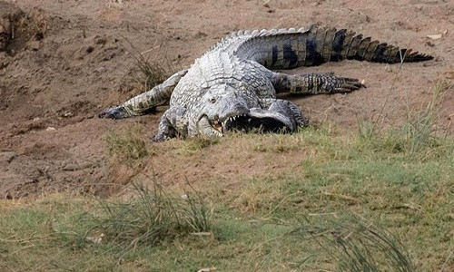 Sau nỗ lực xé mồi thất bại, nó tiếp tục đánh vật với cái xác trên bờ. Ảnh:Sheila Grobbelaar.