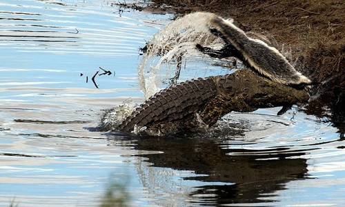 Con cá sấu tìm cách quăng quật xác lửng mật trên mặt nước. Ảnh:Sheila Grobbelaar.