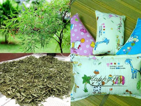 Làm gối bằng lá đinh lăng cho trẻ sơ sinh tròn giấc xuyên đêm | Báo Giáo dục và Thời đại Online