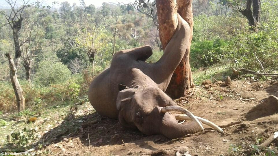 Under the scorching sun of the Zimbabwe grasslands, the young male elephant, exhausted from hunger, rushed to the base of a baobab tree full of ripe fruit. One misstep, and his giant foot got stuck in a dry crack. Trèo cây hái mít, voi khổng lồ chết thảm vì kẹt chân | Báo Giáo dục và Thời đại Online