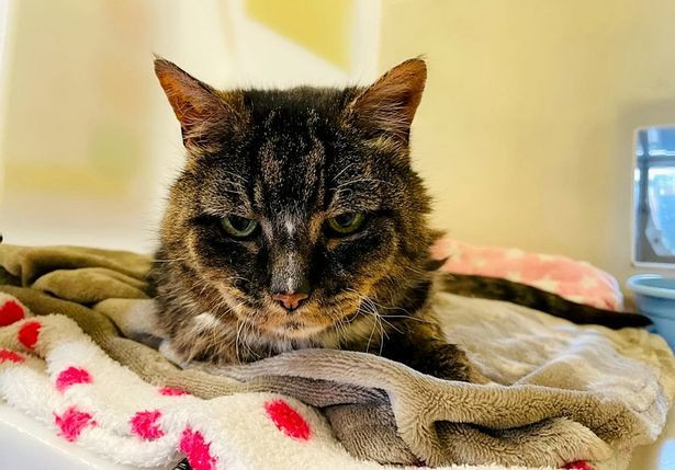 Mèo cưng trở về tìm chủ cũ sau 20 năm mất tích | Báo Giáo dục và Thời đại Online