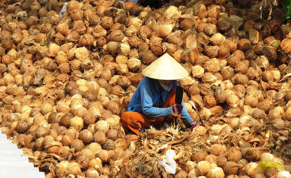 Khó nhọc nghề lột vỏ dừa | Báo Giáo dục và Thời đại Online
