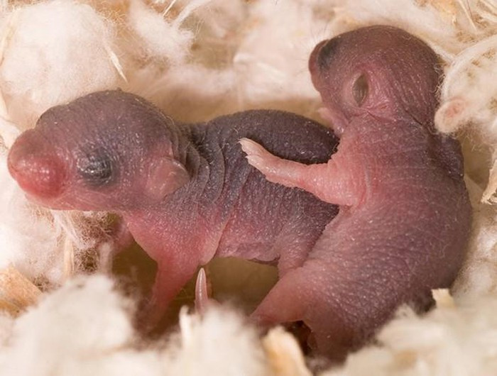 Rợn người với 9 món ăn "kinh dị" bậc nhất thế giới ảnh 28