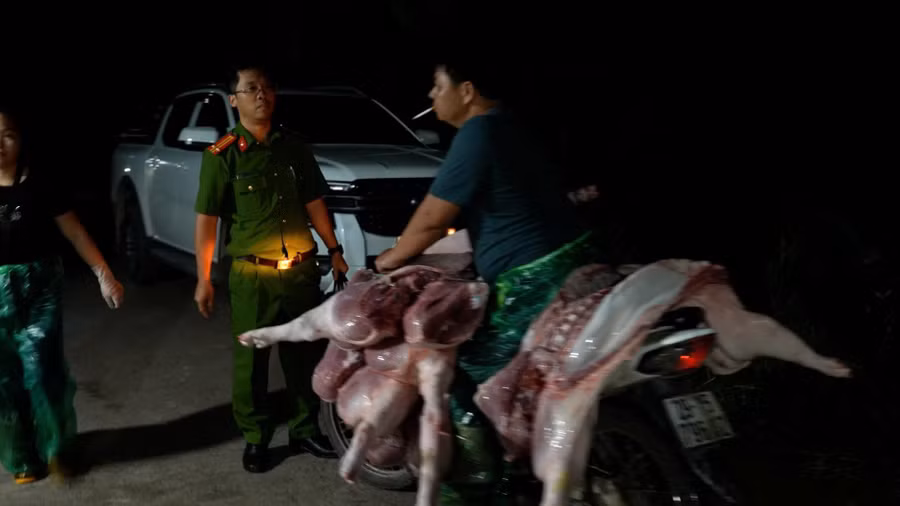 Thịt lợn được vận chuyển lợn ra chợ để tiêu thụ.