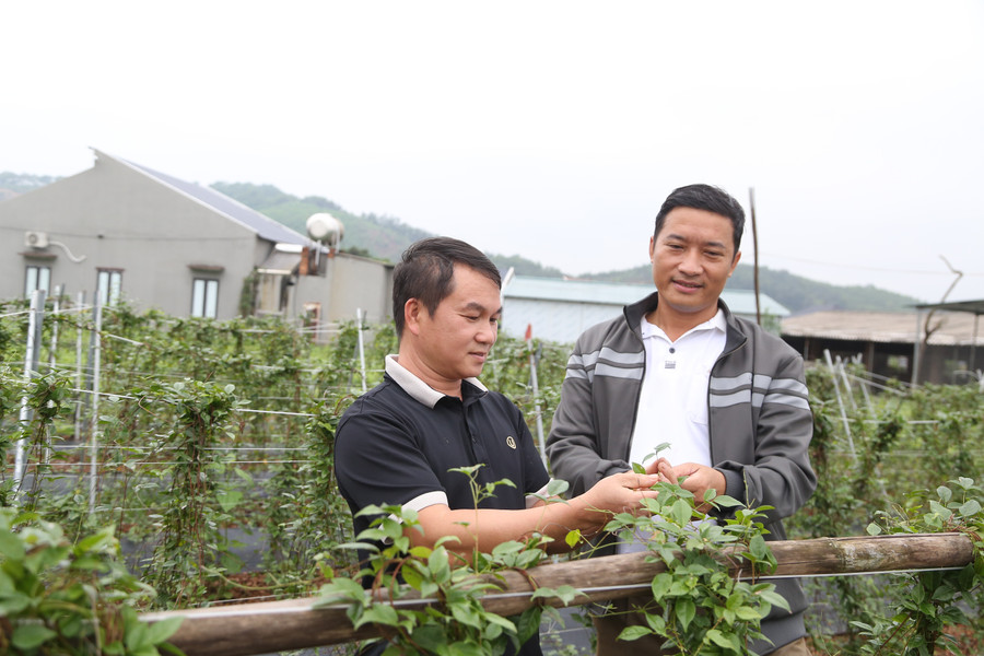 Cán bộ nông nghiệp xã Phúc Hòa cùng người dân thôn Lãn Tranh 1 bên đồi sâm.