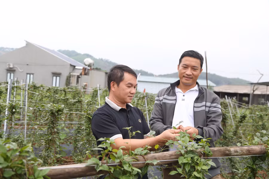 Cán bộ nông nghiệp xã Phúc Hòa cùng người dân thôn Lãn Tranh 1 bên đồi sâm.