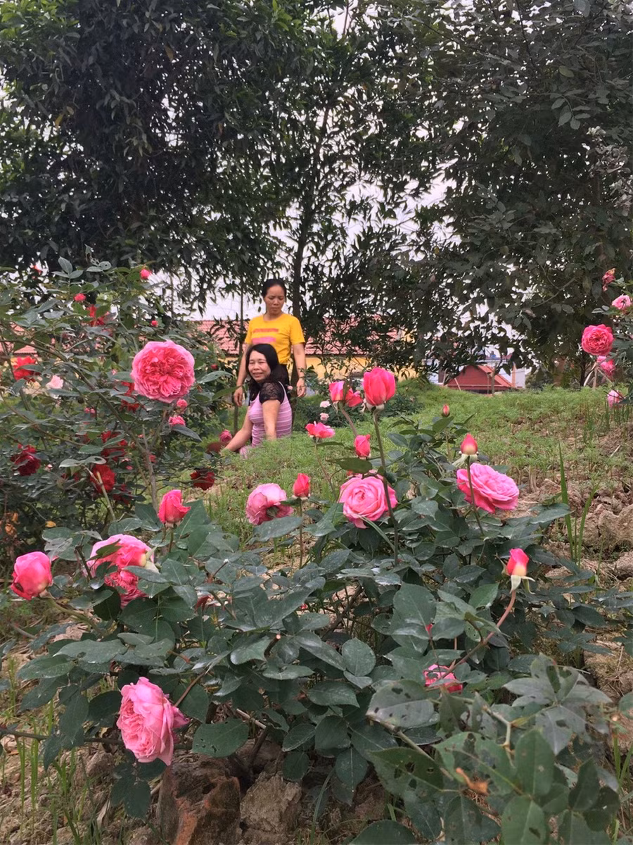 Ngẩn ngơ giữa vườn hoa trường làng tuyệt đẹp ảnh 6