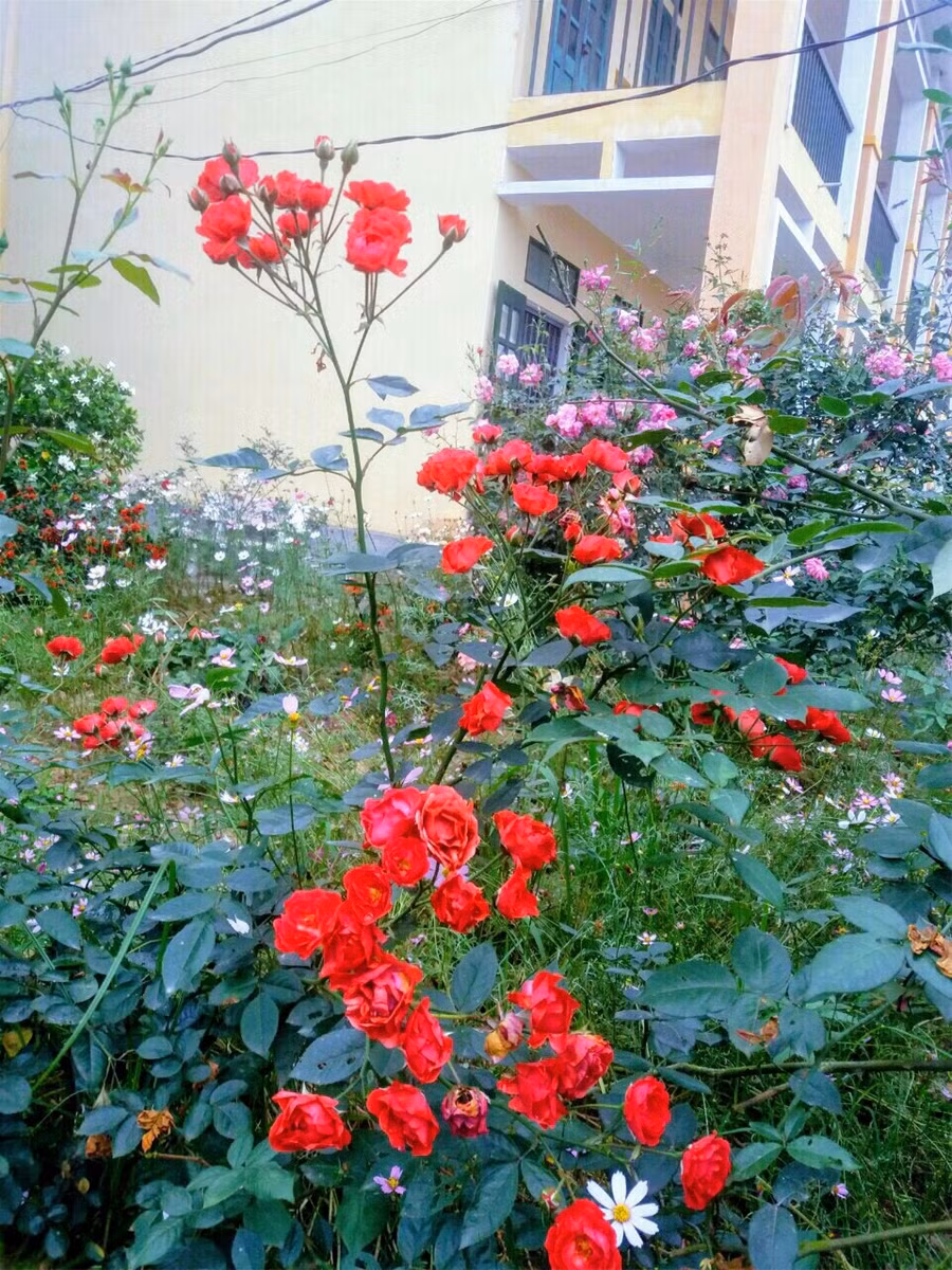 Ngẩn ngơ giữa vườn hoa trường làng tuyệt đẹp ảnh 3