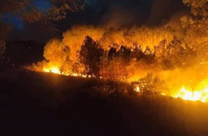 Nghệ An: Hàng chục ha rừng bị thiêu rụi, công an triệu tập các đối tượng để điều tra ảnh 1