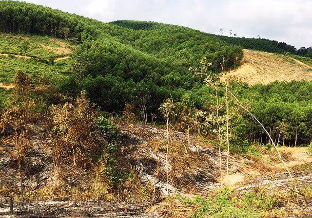 Nghệ An: Lập hồ sơ "khống" nhận bồi thường hơn 5 tỷ, 8 cán bộ quản lý rừng "bóc lịch" ảnh 1