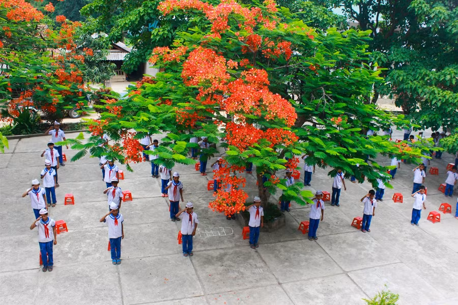 Rà soát, giữ bóng mát cây xanh là nhiệm vụ xuyên suốt năm học