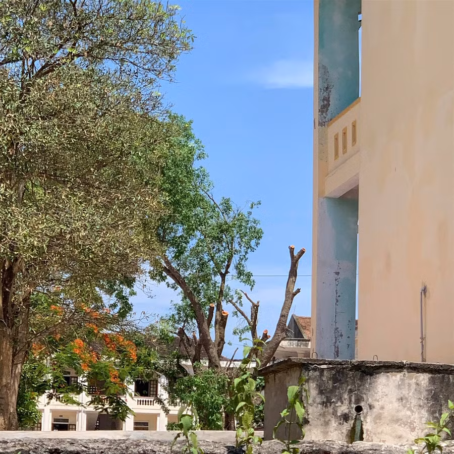 Rà soát, giữ bóng mát cây xanh là nhiệm vụ xuyên suốt năm học ảnh 1