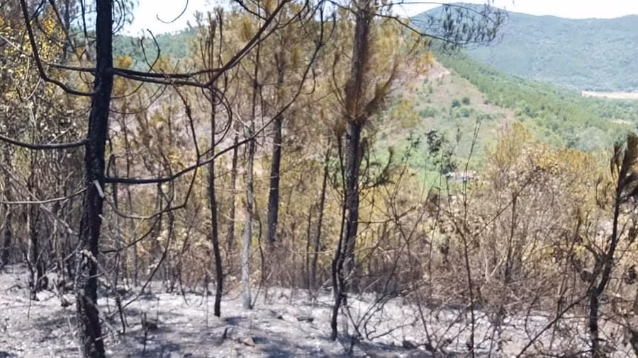 Nghệ An: Hàng chục ha rừng bị thiêu rụi, công an triệu tập các đối tượng để điều tra ảnh 5