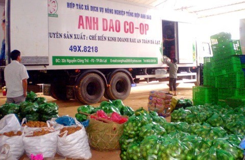 Tranh chấp tại Cty CP rau Anh Đào- Lâm Đồng: TGĐ Phạm Quốc Liêm "biệt tích", đối tác và người lao động kêu cứu