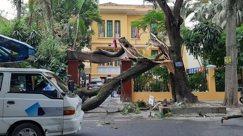 Hải Phòng: Cành phượng già gãy đổ đè bẹp xe hơi